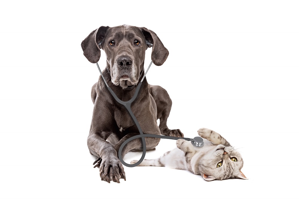Pies ze stetoskopem bada kota