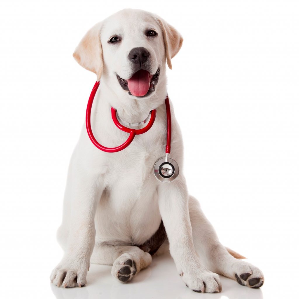 Labrador ze stetoskopem, wetrynarz