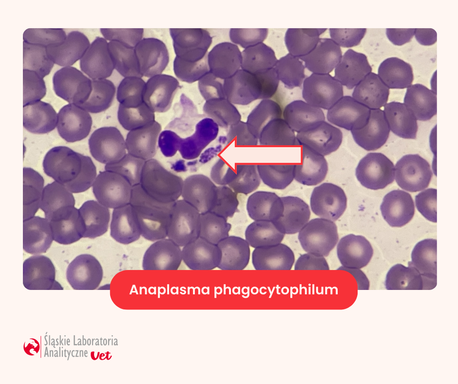 anaplasma