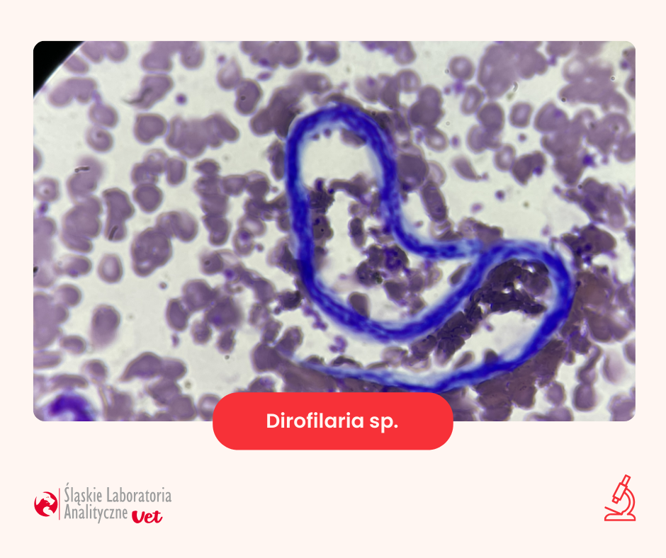 dirofilaria